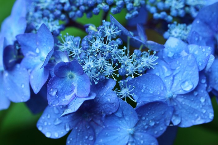Blue Hydrangea flowers with water drops