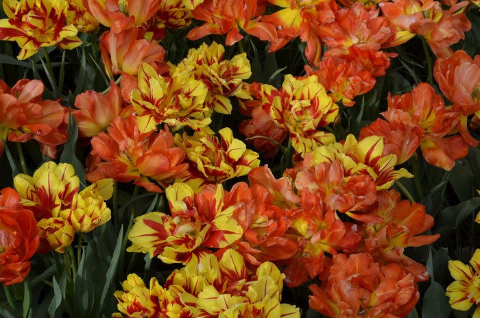 Orange and Yellow Tulips