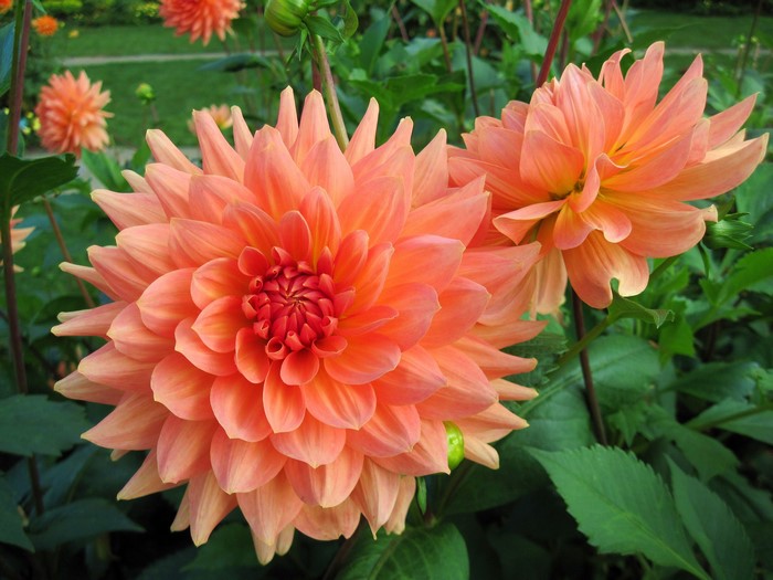 Two orange dahlias in a garden