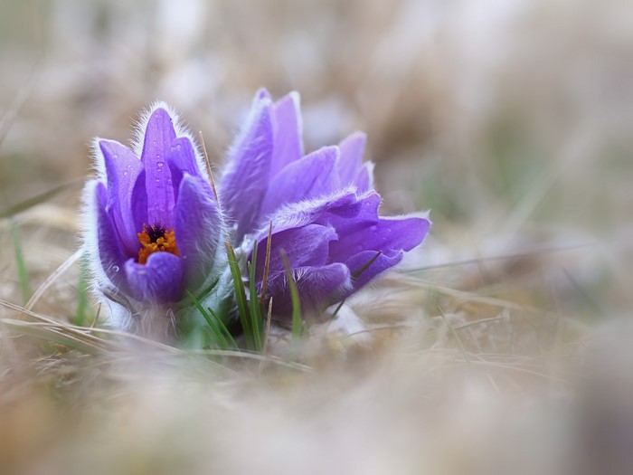 Purple Pulsatilla flowers with water droplets
