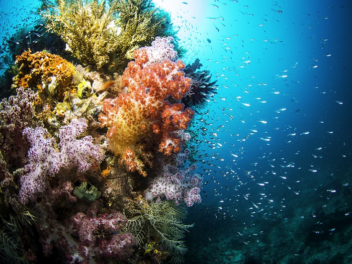 4K Underwater World with Corals and Fish