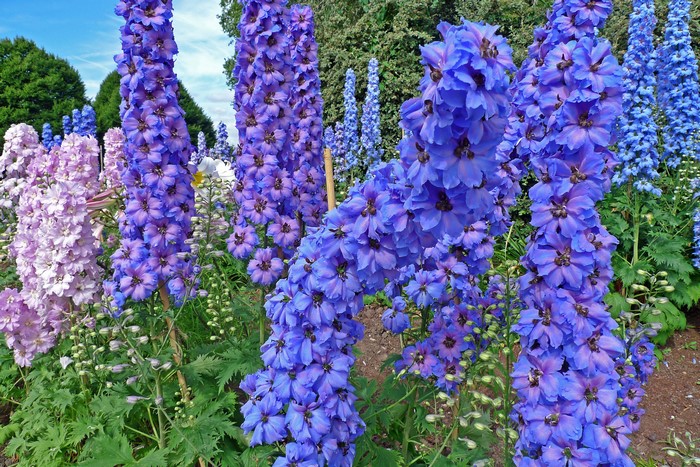 Delphinium flowers in Regent's Park Queens Garden