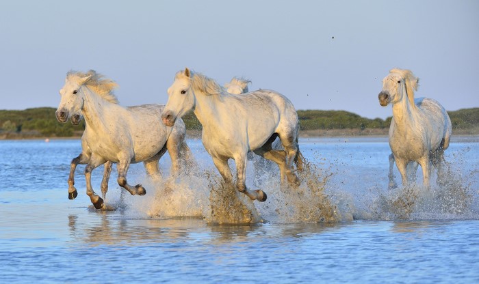 Four white horses running through water with splashes