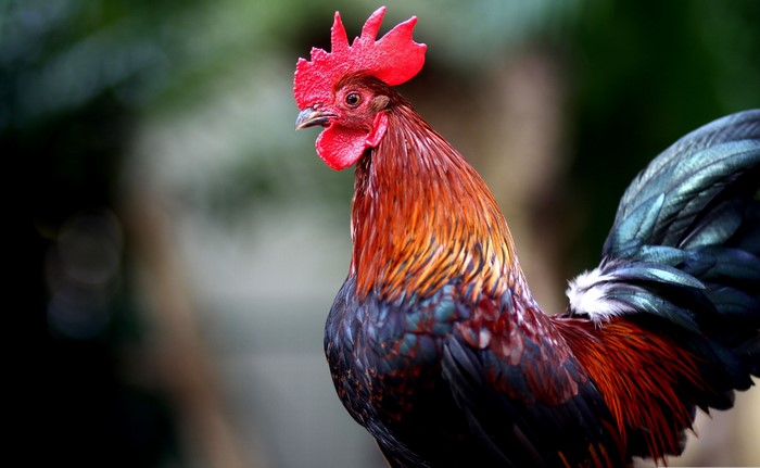 Rooster with red comb and colorful feathers