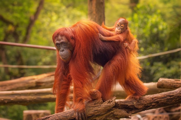 Mother and baby orangutan on a branch