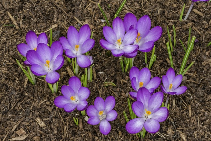 Purple crocuses blooming in dark soil