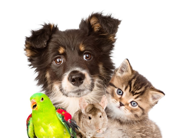 Dog, Cat, Parrot, and Chinchilla on White Background