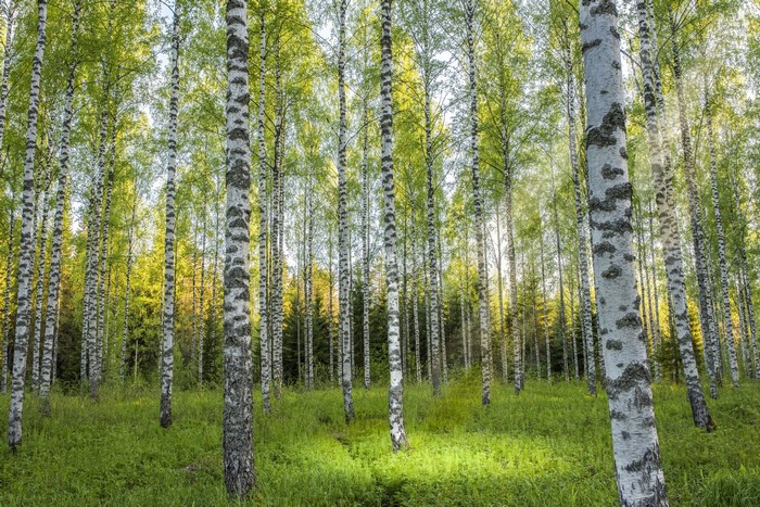 Birch forest with green grass and sunlight