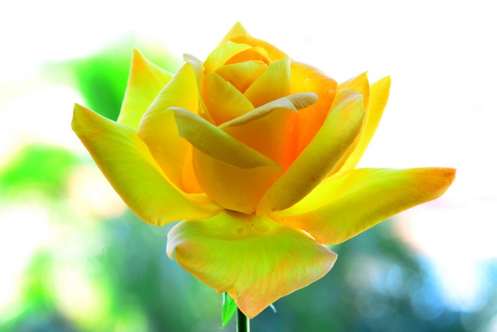 Yellow Rose Closeup 4K