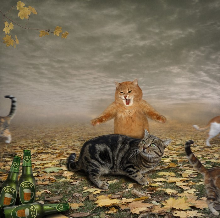 Cats and beer bottles in a park