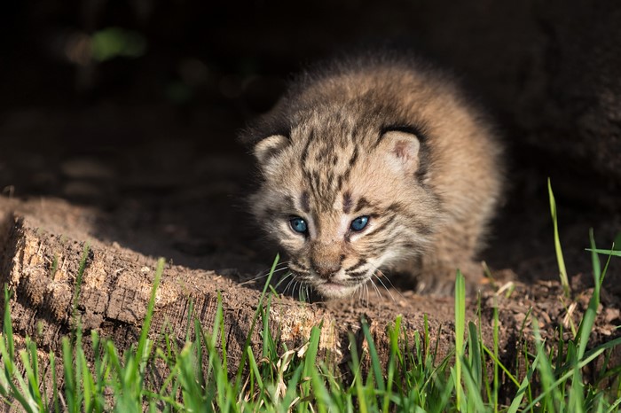 A baby bobcat with blue eyes peeks out from a den