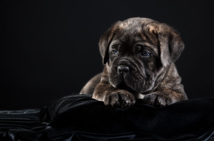 Cane Corso puppy on black background