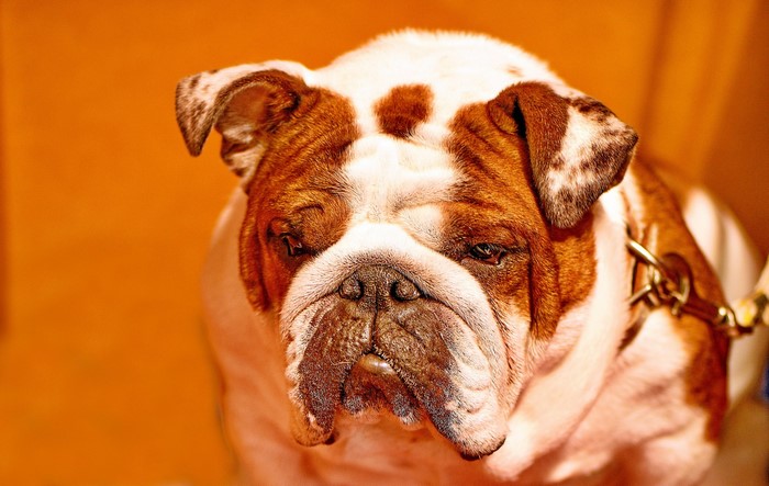 English Bulldog with brown and white markings
