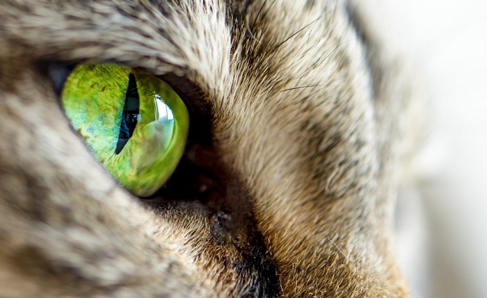Close-up of a cat's green eye