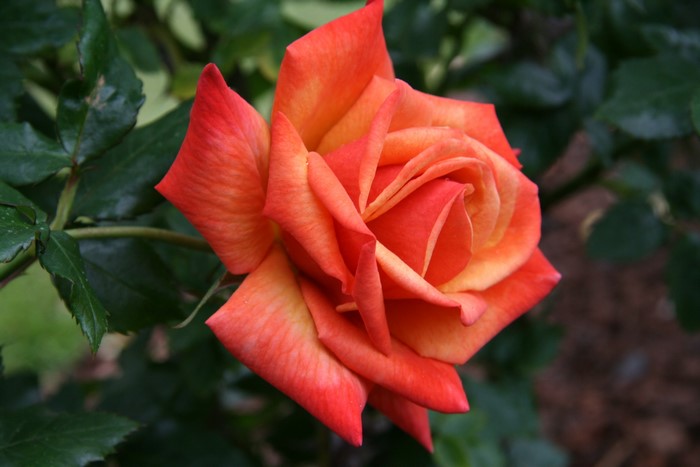 Orange Rose Closeup