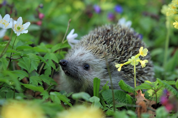 Hedgehog in a field of flowers