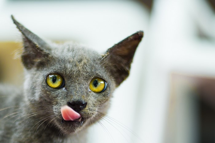 Close-up of a grey cat with yellow eyes sticking out its tongue