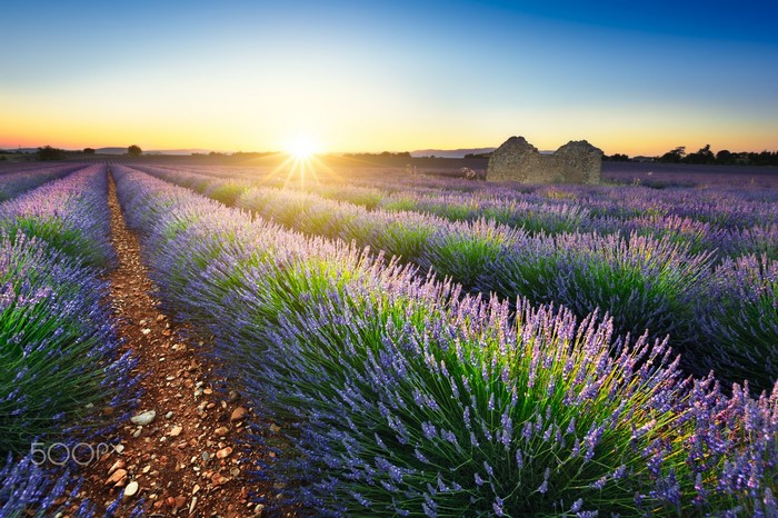 Lavender field at sunset in France with sun rays