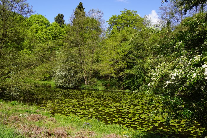 Pond with Lily Pads and Trees in Spring