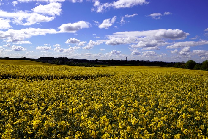 Field of yellow rapeseed flowers under a blue sky with clouds