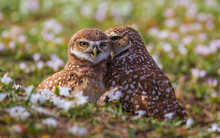 Two Burrowing Owls in a Field of Flowers