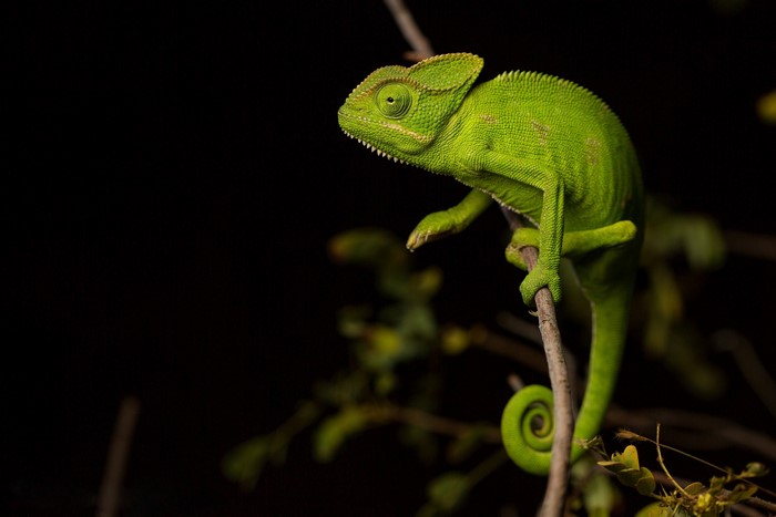Green Chameleon on a Branch