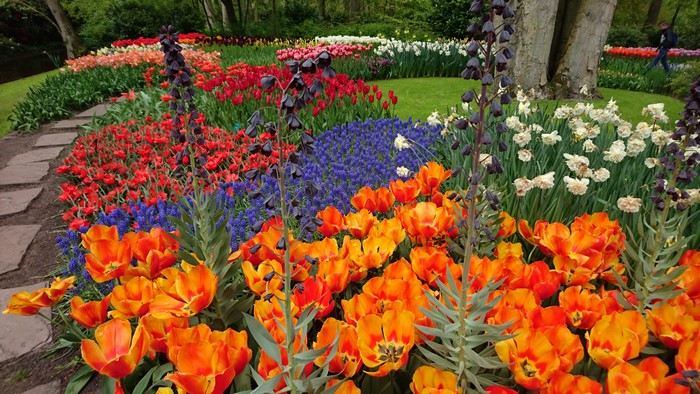 Keukenhof Gardens in the Netherlands with Tulips