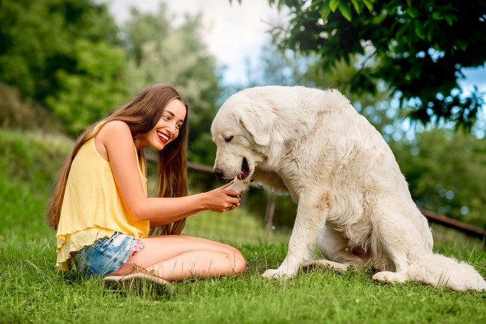 Woman playing with a large white dog in a grassy field