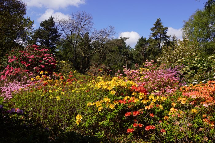 Lee Gardens Colorful Rhododendron Shrubs in Bloom 4K