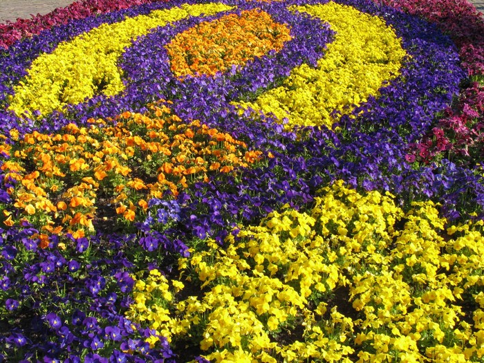 Flower bed design with pansies in Keukenhof, Netherlands
