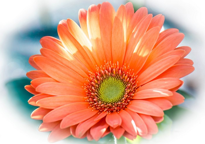 Orange Gerbera Daisy Closeup
