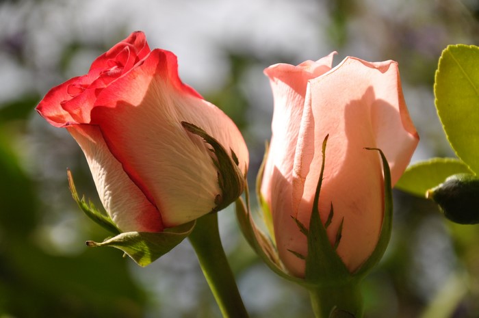 Two rose buds with red and pink petals