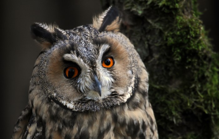 Close-up of a Long-eared Owl with orange eyes