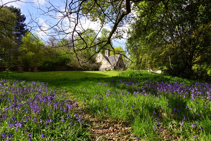 Shipley Country Park Heanor United Kingdom Spring Bluebells