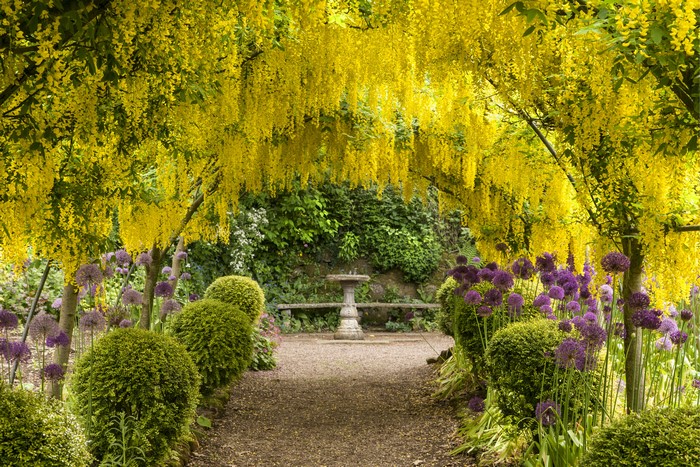 Garden path with yellow flowering trees and purple alliums
