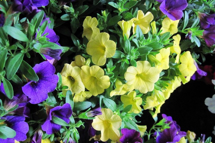 Purple and yellow petunias in close-up