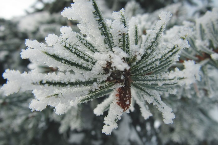 Close-up of frosted spruce branches with snow
