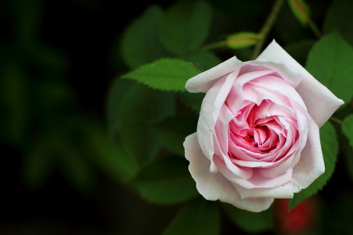 Pink and White Rose Closeup