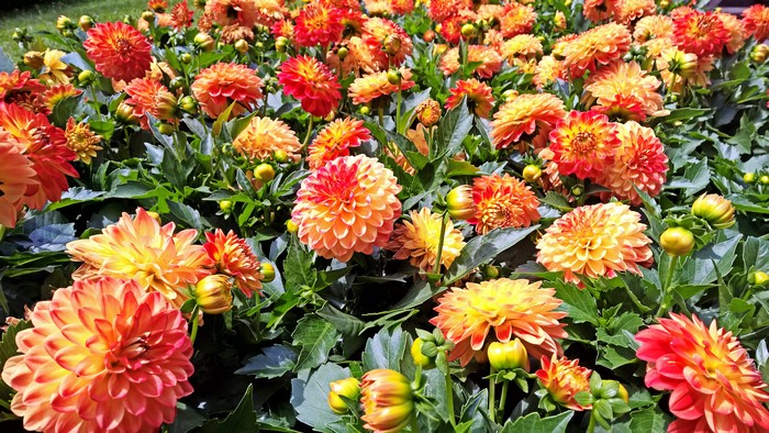 4K Dahlias