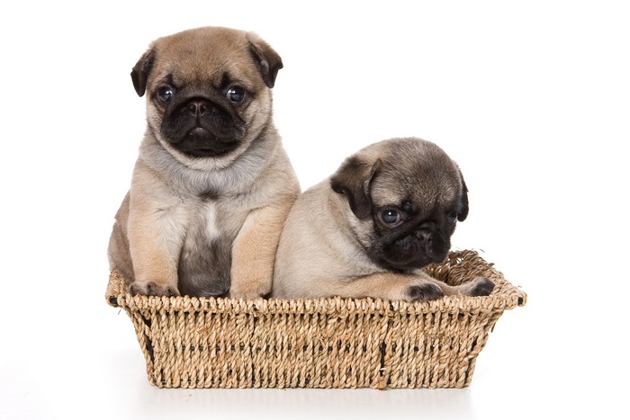 Two Pug Puppies in a Wicker Basket