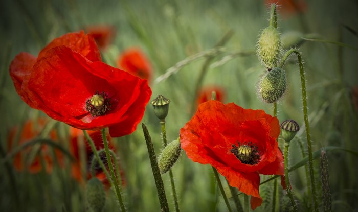 Close-up of red poppies and buds in a field