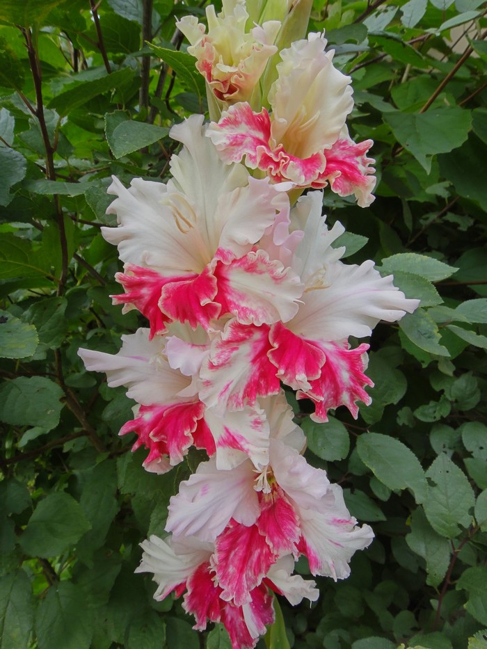 Close-up of ruffled white and pink gladiolus flowers