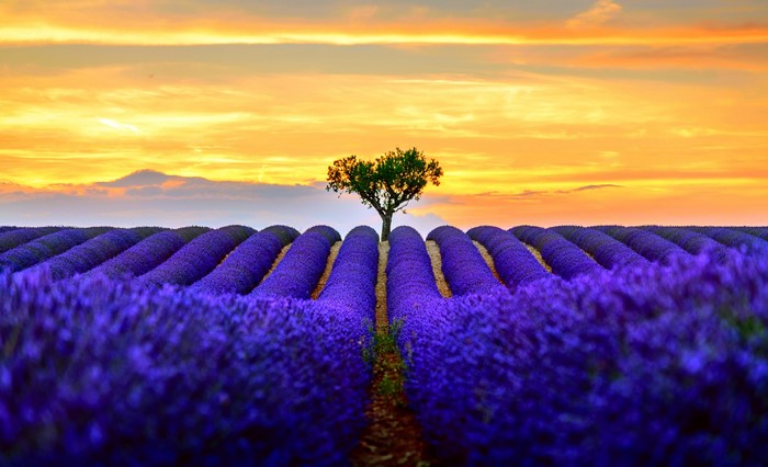 Lavender field with a lone tree at sunset