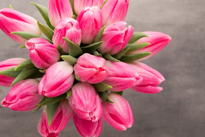 Pink Tulips Closeup