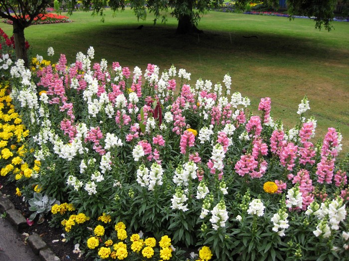Flower bed with pink, white, and yellow snapdragons