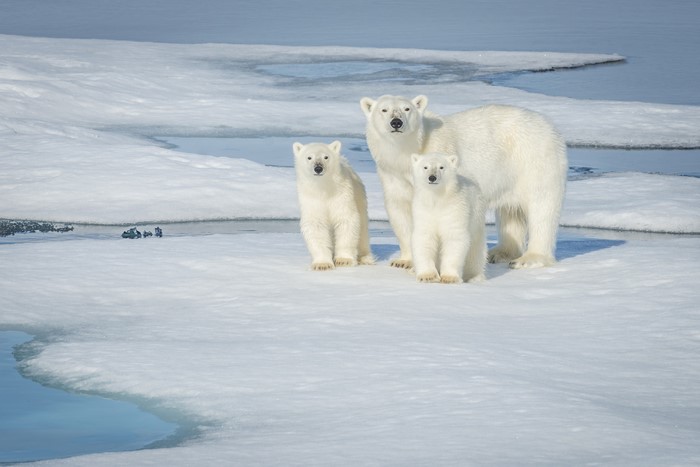 Polar bear mother with two cubs on ice