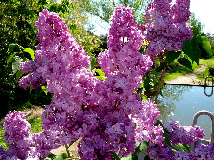 Close-up of blooming lilac branches by a pond