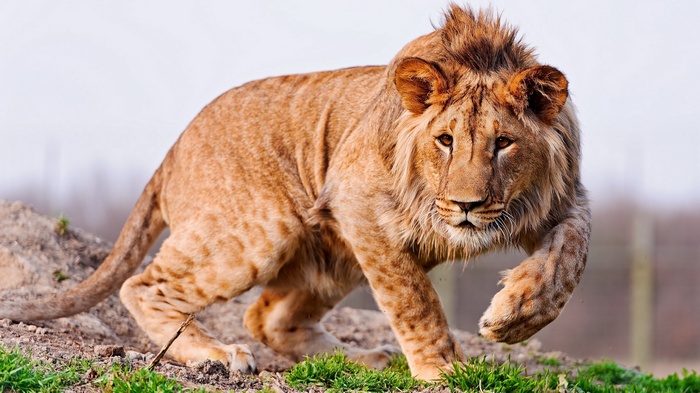 A young lion walks on a grassy hill