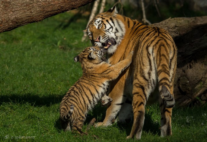 Tiger mother playing with cub in grassy area