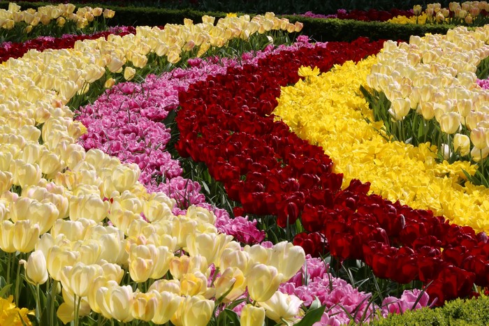 Rows of colorful tulips in Keukenhof Gardens, Netherlands